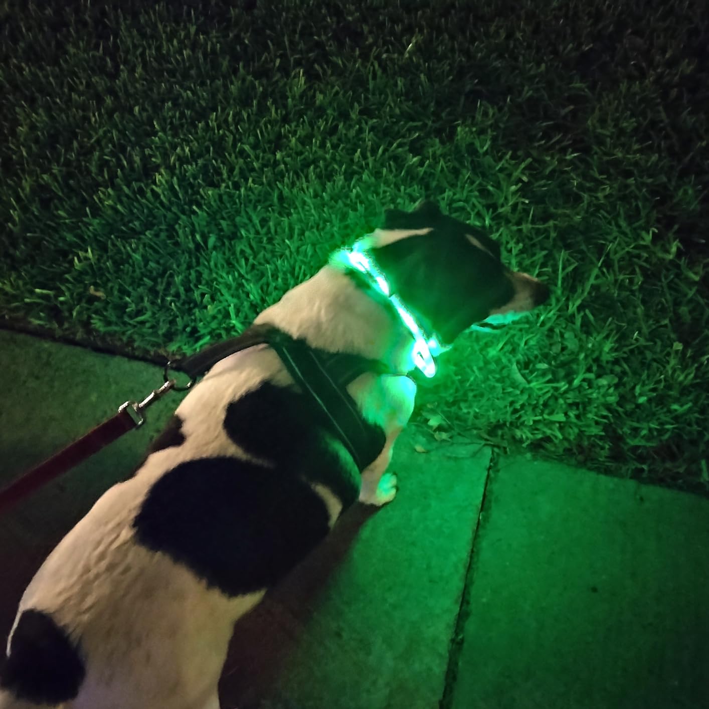 Silicone LED Dog Collar,USB Re - đánh giá và giá Tech Dog Accessories